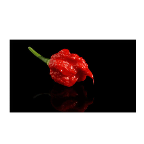 Die Macht der Carolina Reaper Chili