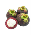 Mangostan / Mangosteen - Obstwelt