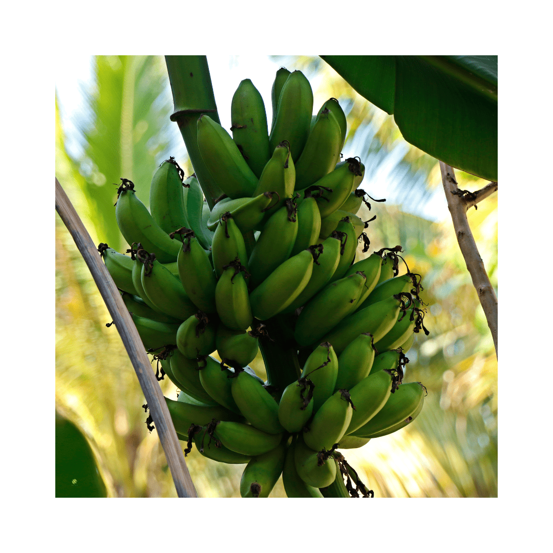 Ganze Bananenstauden Exoten Obstwelt 