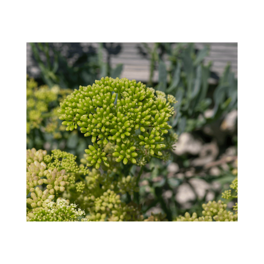 Rock Sea Fennel Blossom - Die aromatische Küstenpracht - Obstwelt