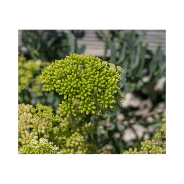 Rock Sea Fennel Blossom - Die aromatische Küstenpracht - Obstwelt