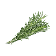 Sea Rosemary - Die aromatische Küstenpflanze - Obstwelt