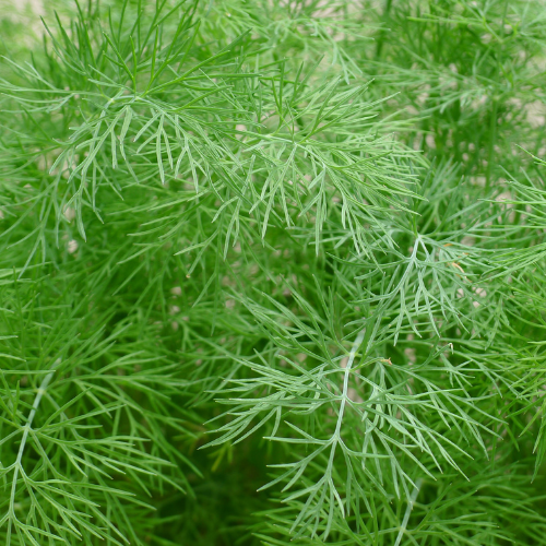 Dill – Frisch, Aromatisch und Vielseitig - Obstwelt