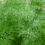 Dill – Frisch, Aromatisch und Vielseitig - Obstwelt