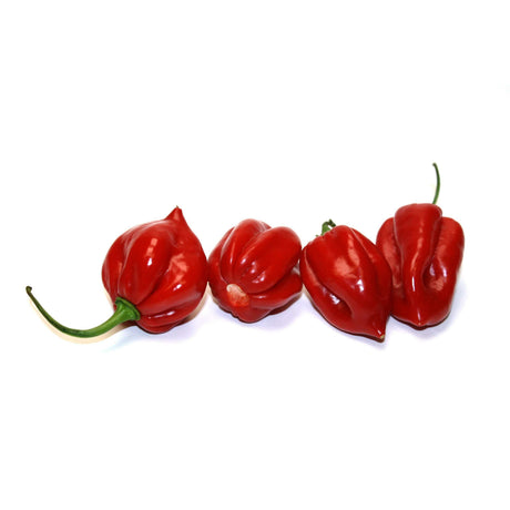 Rote Habaneros – Intensiv Scharf und Aromatisch - Obstwelt