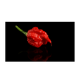 Carolina Reaper - Die Schärfste Chili der Welt - Obstwelt