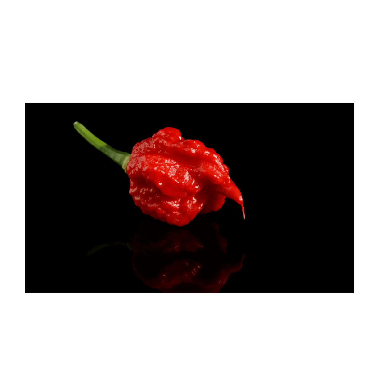 Carolina Reaper - Die Schärfste Chili der Welt - Obstwelt