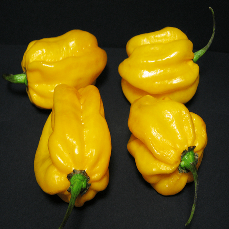 Gelbe Habaneros – Intensiv Scharf und Fruchtig Aromatisch - Obstwelt