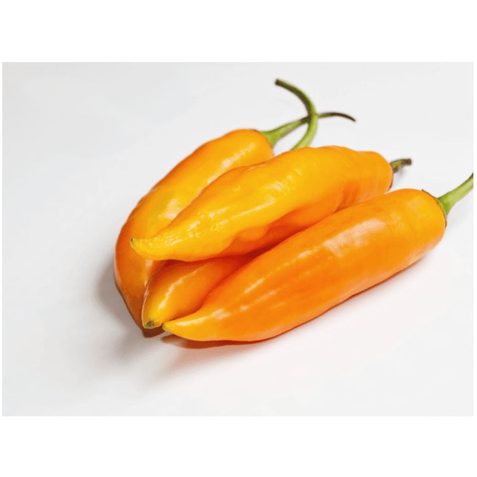 Aji Amarillo Chilis (Amarillo Chilis/ají peppers) – Schärfe aus Peru chili Obstwelt 