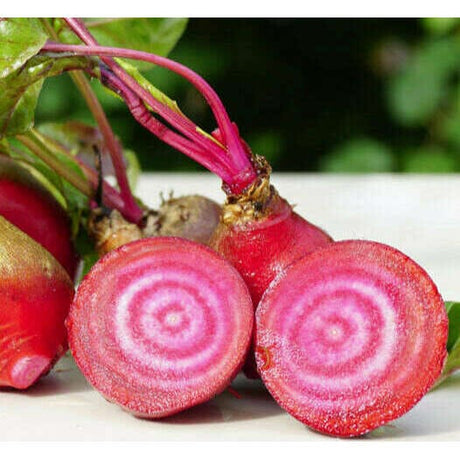 Chioggia Mini Bete Gemüse Obstwelt 