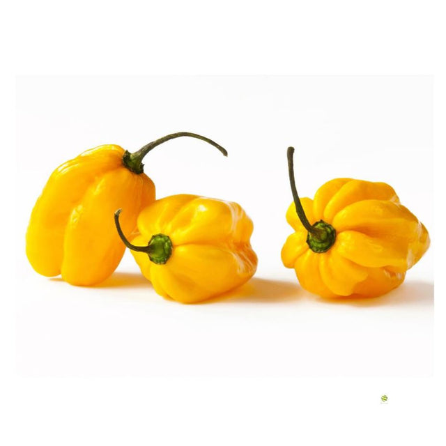 Gelbe Habanero – Scharfe Chilis mit fruchtigem Aroma chili Obstwelt 