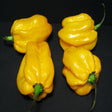 Gelbe Habaneros chili Obstwelt 