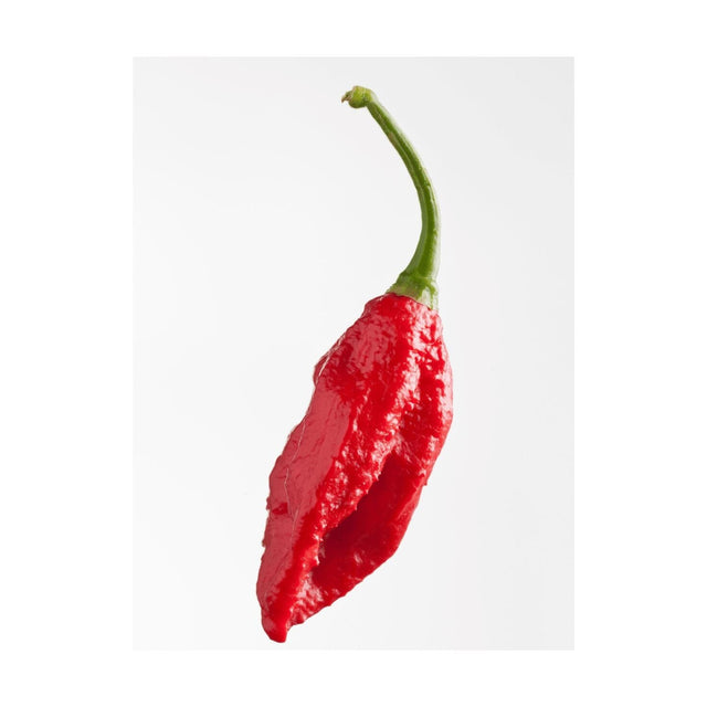 Jolokia Rote Chili – Extra scharfe Chili für intensive Würze chili Obstwelt 