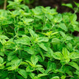 Oregano Gewürz Obstwelt 