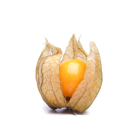 Physalis aus Kolumbien – Exotische Früchte Exoten Obstwelt 