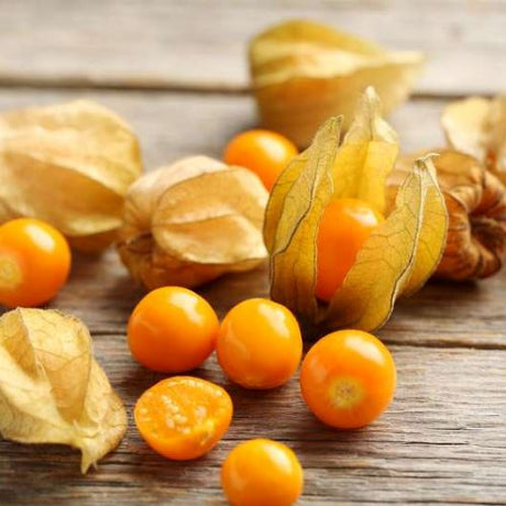 Physalis Exoten Obstwelt 