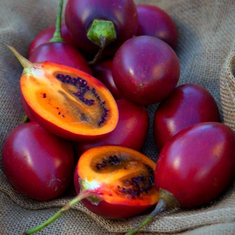 Tamarillo Exoten Obstwelt 